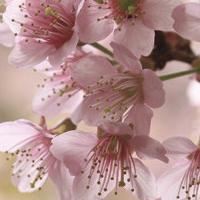 Cherry Blossoms Reveal Their Beauty From Washington, D.C. To Japan Video