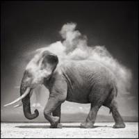 Nick Brandt African Wildlife Photography Show Opens in Jackson Hole Today Video