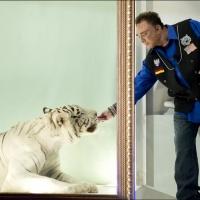 Siegfried & Roy Tiger Mantecore Passes Away at 17 After Illness