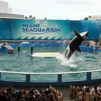 Ahead of Tomorrow's Court Decision, 150K Sign Petition to Free Miami Seaquarium Orca Video