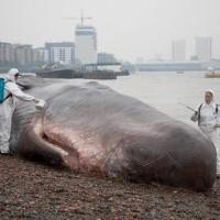 THE GREAT GREENWICH WHALE Beaches on the Thames as Part of GDIF2013 Video