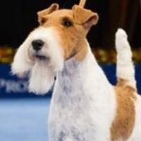 Elite Competition, New Breeds and More in National Dog Show Presented by Purina' Than Video