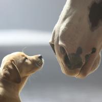 Anheuser-Busch Announces Super Bowl XLVIII Ad Lineup