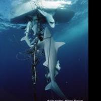 Jeff Corwin Raises Awareness of Sharks with eBook
