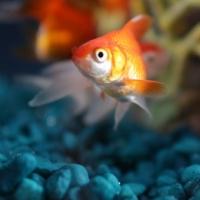 Nat Geo Wild Airs FISH BOWL II & DR. POL Marathon Today