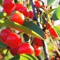 Tart Cherries: An On-Trend Superfruit That's Always in Season