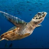 National Geographic's David Doubilet and Jennifer Hayes Bring EXPLORING UNDERWATER WO