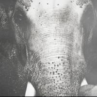 SACRED ELEPHANT Teams with World Elephant Day to Increase Awareness Video