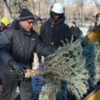 NYC Parks Celebrates New Year of Recycling Trees at Mulchfest 2015 Video