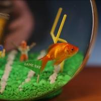 'Goldie' to Star in Nat Geo WILD's Four-Hour Reality Event FISH BOWL on Super Bowl Su Video