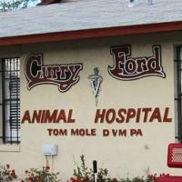 Curry Ford Animal Hospital Launches New Website for Greater Orlando Area Residents Video