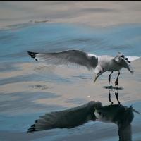THE SEAGULL, ANNE HUTCHINSON and More Set for Fall/Winter 2013 Season at Suffolk's…