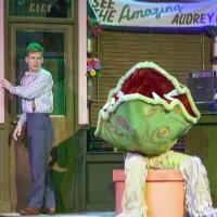 BWW Reviews: Stray Dog Theatre's Darkly Funny Production of LITTLE  SHOP OF HORRORS Video