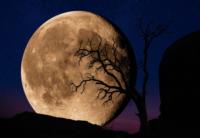 Photography Masters Cup Honors Peter Lik from The United States Image