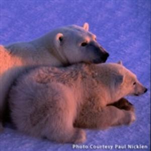 Photographer Paul Nicklen Kicks Off Omaha Performing Arts' National Geographic Speaker Series Tonight  Image