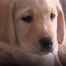 NBC's TODAY Welcomes Shows First Service-Dog-In-Training