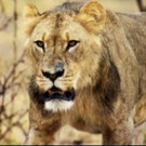 Nat Geo WILD to Present 7th Annual 'Big Cat Week' Beginning 2/20