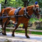 As Decreased New York Carriage Trade Looms, Are The Shuberts Betting Against The Ponies?