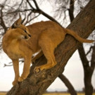 THIRTEEN's Nature to Present 'The Story of Cats' This November on PBS