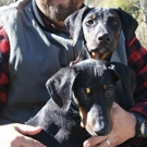 New Bourbon Brand for Dog Lovers