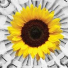 CALENDAR GIRLS Set to Usher in Penobscot Theatre Company's 43rd Season