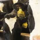 Ben & Jerry's is Shaking Things Up to Benefit Caring Dairy Program For National Dairy