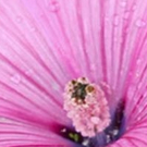 Tickets On Sale for Gardens for Connoisseurs Tour!