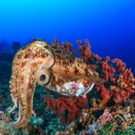 Thirteen's NATURE Exposes the Tricks of 'Natural Born Hustlers' Tonight