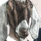 L.I.P. Service Theatre Company's THE GOAT OR WHO IS SYLVIA? to Open 5/26