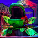 BWW Review: LITTLE SHOP OF HORRORS, Theatre Royal, Glasgow, 15 November 2016 Video