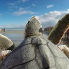 Smithsonian Earth Presents New Six-Episode Series SEA TURTLE RESCUE