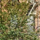 Brooklyn Arts Council (BAC) and Brooklyn Born Present WHAT GROWS IN EAST NEW YORK