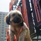 Photo Flash: Sutton Foster's Pup and More Featured for BarkBox at The Empire Hotel
