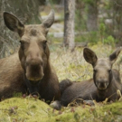 THIRTEEN's Nature to Present 'Moose: Life of a Twig Eater', 2/10