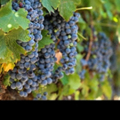 Visit Temecula Valley Anticipates a Delicious New Crop of Temecula Valley Southern Ca Video