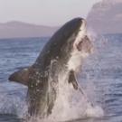 VIDEO: SHARK WEEK Frenzy! Oberto Beef Jerky as Great White Bait? Photo