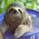 THIRTEEN's NATURE Launches Season 34 Profiling Animal Rescue Centers Tonight