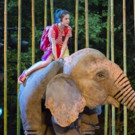 Animal Magic Goes Wild at the Lyceum Theatre with Michael Morpurgo's RUNNING WILD Video