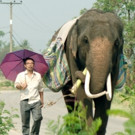 Kino Lorber Acquires North American Rights to Kristen Tan's POP AYE