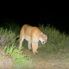 THE CAT THAT CHANGED AMERICA to World Premiere at Santa Barbara Film Fest