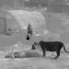 Thirteen's NATURE to Premiere 'India's Wandering Lions', 4/13