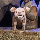 BABE, THE SHEEP PIG to Run at Exeter Northcott Theatre Next Month Video