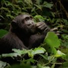 'The Thinker' Wins Natural Habitat Adventures' 2016 Wildlife Photo Contest Video