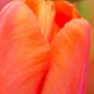 Atlanta Blooms Explodes This Spring