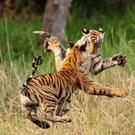 Discovery Channel Premieres Landmark Series LIFE STORY Tonight