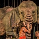 Michael Morpurgo's Elephants Will Be RUNNING WILD in Wolverhampton Video