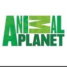 Animal Planet Premieres New Series DR. JEFF: ROCKY MOUNTAIN VET Tonight Video