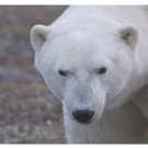 Smithsonian Channel to Premiere New Docuseries POLAR BEAR TOWN, 11/16