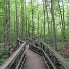Visual Arts of NJ Explores New Jersey Parks Video