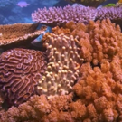 VIDEO: Netflix Shares Trailer & Key Art for Original Documentary CHASING CORAL